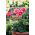 Pelargonium "Raspberry Ripple" - roz-portocaliu cu puncte roșii; Geranium, Storksbill - 6 semințe - Pelargonium x hortorum
