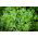 Home Garden - Leaf parsley variety mix - for indoor and balcony cultivation - 3000 seeds