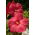 โรสแมลโลว์, บึงโรสแมลโลว์, โรสแมรี่ crimsoneyed, โรสแมรี่ตะวันออก - Hibiscus moscheutos - เมล็ด
