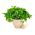 Home Garden - Leaf parsley variety mix - for indoor and balcony cultivation - 3000 seeds
