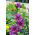 Malva comum, Queijos, Malva alta, Malva alta (Malva sylvestris var. Mauritiana) - 200 sementes - Malva mauritiana