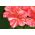 Pelargonium "Raspberry Ripple" - roz-portocaliu cu puncte roșii; Geranium, Storksbill - 6 semințe - Pelargonium x hortorum