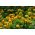 Tagete patula - Clavel del Moro - Queen Sophia - 360 semillas - Tagetes patula L.