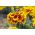 Tagete patula - Clavel del Moro - Queen Sophia - 360 semillas - Tagetes patula L.