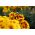 Tagete patula - Clavel del Moro - Queen Sophia - 360 semillas - Tagetes patula L.