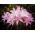 Hippeastrum - Belladonna - XXL