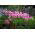 Hippeastrum - Belladonna - XXL