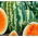 แตงโม "Orangeglo" - หลากหลายสีส้ม - Citrullus lanatus - เมล็ด