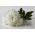 Callistephus chinensis - 500 zaden - Milady White