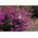 Purple Garden lobelia "Mitternachtsblau", Edging lobelia, Trailing lobelia - 6400 seeds