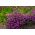 Purple Garden lobelia "Mitternachtsblau", Edging lobelia, Trailing lobelia - 6400 seeds