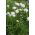Gazon d'Espagne à larges feuilles - Mélange - Armeria pseudarmeria - Parfait pour jardins de rocaille et bordures - Graines fraîches