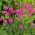 Gazon d'Espagne à larges feuilles - Mélange - Armeria pseudarmeria - Parfait pour jardins de rocaille et bordures - Graines fraîches