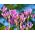 Dodecatheon, Chụp sao hồng - củ / củ / rễ - Dodecatheon meadia