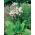 Tolvgudablomma - vit -  Dodecatheon meadia