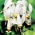 Tolvgudablomma - vit -  Dodecatheon meadia
