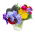 Pensamientos - Adonis - Azul - marina de guerra - 320 semillas - Viola x wittrockiana