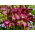 Helleborus, Hellebores Atrorubens - βολβός / κόνδυλος / ρίζα - Helleborus purpurascens - Atrorubens