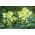 Héllébore de Corse - Helleborus argutifolius