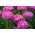 Aster chino rosado-blanco "Contraster" - 250 semillas - Callistephus chinensis