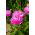 Aster chino rosado-blanco "Contraster" - 250 semillas - Callistephus chinensis