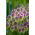 Allium sphaerocephalon, Kugelköpfiger Lauch - 20 Zwiebeln