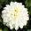 Dahlia White - củ / củ / rễ