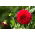 Dahlia Red