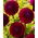 Dahlia Downham Royal
