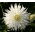 Xương rồng thược dược trắng - củ / củ / rễ - Dahlia