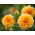Dahlia Orange