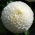 Dahlia - White Aster