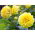 Dahlia Yellow