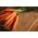 Home Garden - Carrot "Touchon" - for indoor and balcony cultivation - 4250 seeds