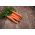 Home Garden - Carrot "Touchon" - for indoor and balcony cultivation - 4250 seeds