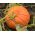 Giant squash "Rouge vif d'Etampes" - s velikim, spljoštenim, rebrastim voćem - 9 sjemenki - Cucurbita maxima  - sjemenke