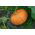 Giant squash "Rouge vif d'Etampes" - s velikim, spljoštenim, rebrastim voćem - 9 sjemenki - Cucurbita maxima  - sjemenke