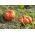 Giant squash "Rouge vif d'Etampes" - s velikim, spljoštenim, rebrastim voćem - 9 sjemenki - Cucurbita maxima  - sjemenke