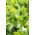 Campuran varietas Endive "Baby Leaf" - 900 biji - 