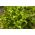 Campuran varietas Endive "Baby Leaf" - 900 biji - 
