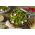 Campuran varietas Endive "Baby Leaf" - 900 biji - 