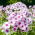 Флокс Граф Цепелин - луковица / грудка / корен - Phlox