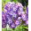 Vlambloem - Laura - Phlox