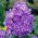 Vlambloem - Laura - Phlox