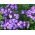 Vlambloem - Laura - Phlox