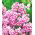 Флокс - Peppermint Twist - Phlox