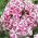 Флокс - Peppermint Twist - Phlox