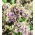 Флокс - Sherbet Blend - Phlox