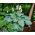 Hosta, Planta Lily Big Daddy - bulb / tuber / rădăcină