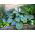 Hosta, Planta Lily Big Daddy - bulb / tuber / rădăcină